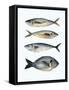 Four Fish I-Emma Scarvey-Framed Stretched Canvas