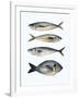 Four Fish I-Emma Scarvey-Framed Art Print