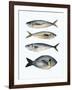 Four Fish I-Emma Scarvey-Framed Art Print