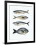 Four Fish I-Emma Scarvey-Framed Art Print