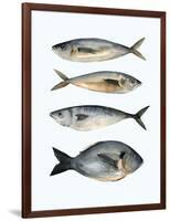 Four Fish I-Emma Scarvey-Framed Art Print