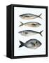 Four Fish I-Emma Scarvey-Framed Stretched Canvas