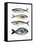 Four Fish I-Emma Scarvey-Framed Stretched Canvas