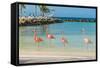 Four Flamingos on the Beach-PhotoSerg-Framed Stretched Canvas