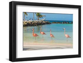 Four Flamingos on the Beach-PhotoSerg-Framed Photographic Print