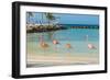 Four Flamingos on the Beach-PhotoSerg-Framed Photographic Print