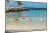 Four Flamingos on the Beach-PhotoSerg-Mounted Photographic Print
