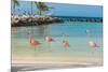 Four Flamingos on the Beach-PhotoSerg-Mounted Photographic Print