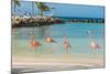 Four Flamingos on the Beach-PhotoSerg-Mounted Photographic Print