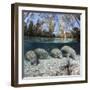 Four Florida manatees on river bed, Crystal River, Florida, USA-David Fleetham-Framed Photographic Print