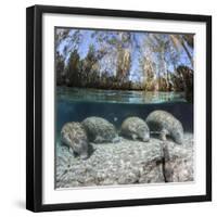 Four Florida manatees on river bed, Crystal River, Florida, USA-David Fleetham-Framed Photographic Print