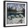 Four Florida manatees on river bed, Crystal River, Florida, USA-David Fleetham-Framed Photographic Print