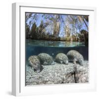 Four Florida manatees on river bed, Crystal River, Florida, USA-David Fleetham-Framed Photographic Print