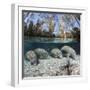 Four Florida manatees on river bed, Crystal River, Florida, USA-David Fleetham-Framed Photographic Print