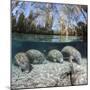 Four Florida manatees on river bed, Crystal River, Florida, USA-David Fleetham-Mounted Photographic Print