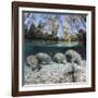 Four Florida manatees on river bed, Crystal River, Florida, USA-David Fleetham-Framed Photographic Print