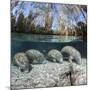 Four Florida manatees on river bed, Crystal River, Florida, USA-David Fleetham-Mounted Photographic Print