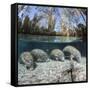 Four Florida manatees on river bed, Crystal River, Florida, USA-David Fleetham-Framed Stretched Canvas