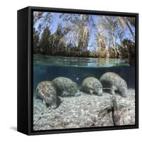 Four Florida manatees on river bed, Crystal River, Florida, USA-David Fleetham-Framed Stretched Canvas