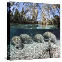Four Florida manatees on river bed, Crystal River, Florida, USA-David Fleetham-Stretched Canvas