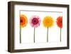 Four Flowers Isolated - Clipping Path-FBB-Framed Photographic Print