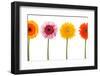 Four Flowers Isolated - Clipping Path-FBB-Framed Photographic Print