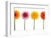 Four Flowers Isolated - Clipping Path-FBB-Framed Photographic Print
