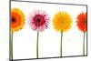 Four Flowers Isolated - Clipping Path-FBB-Mounted Photographic Print