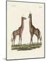 Four-Footed Animals-null-Mounted Giclee Print