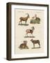 Four-Footed Animals-null-Framed Giclee Print