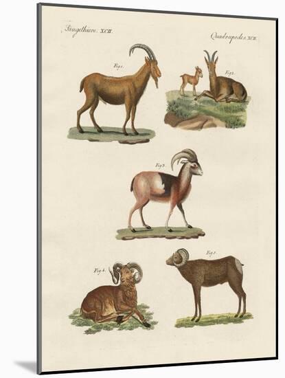 Four-Footed Animals-null-Mounted Giclee Print