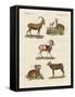 Four-Footed Animals-null-Framed Stretched Canvas