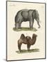 Four-Footed Animals-null-Mounted Premium Giclee Print