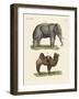 Four-Footed Animals-null-Framed Giclee Print