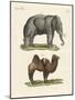 Four-Footed Animals-null-Mounted Giclee Print