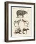 Four-Footed Animals-null-Framed Premium Giclee Print