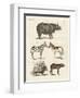 Four-Footed Animals-null-Framed Premium Giclee Print