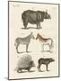 Four-Footed Animals-null-Mounted Giclee Print