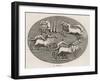 Four Four-Horse Chariots Racing in an Arena-null-Framed Art Print