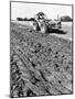 Four-Furrow Tractor-null-Mounted Photographic Print