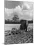 Four-Furrow Tractor-null-Mounted Photographic Print