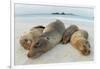 Four Galapagos sea lions sleeping on beach, Floreana Island, Galapagos-Lucas Bustamante-Framed Photographic Print