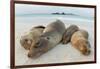 Four Galapagos sea lions sleeping on beach, Floreana Island, Galapagos-Lucas Bustamante-Framed Photographic Print