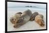 Four Galapagos sea lions sleeping on beach, Floreana Island, Galapagos-Lucas Bustamante-Framed Photographic Print