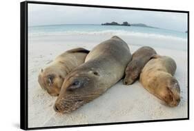 Four Galapagos sea lions sleeping on beach, Floreana Island, Galapagos-Lucas Bustamante-Framed Stretched Canvas