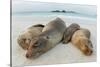 Four Galapagos sea lions sleeping on beach, Floreana Island, Galapagos-Lucas Bustamante-Stretched Canvas