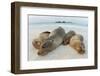 Four Galapagos sea lions sleeping on beach, Floreana Island, Galapagos-Lucas Bustamante-Framed Photographic Print