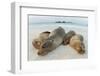 Four Galapagos sea lions sleeping on beach, Floreana Island, Galapagos-Lucas Bustamante-Framed Photographic Print