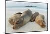 Four Galapagos sea lions sleeping on beach, Floreana Island, Galapagos-Lucas Bustamante-Mounted Photographic Print