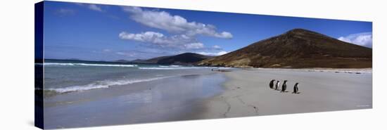 Four Gentoo Penguins Standing on the Beach, Falkland Islands-null-Stretched Canvas